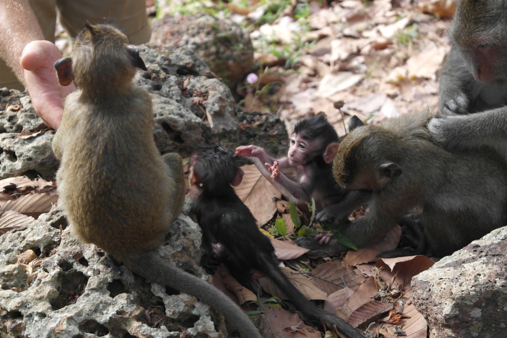 baby monkeys cambodia asia